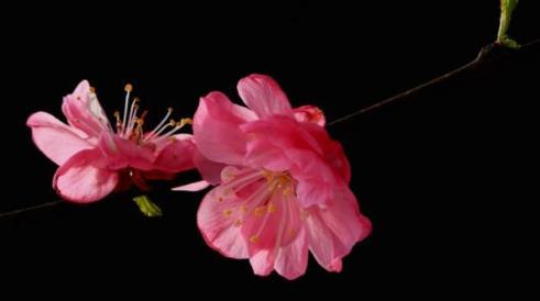 五种报应不能乱说,背叛婚姻的五种报应