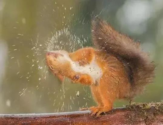 松鼠躲避大雨的图片,松鼠在蘑菇下躲避大雨图片