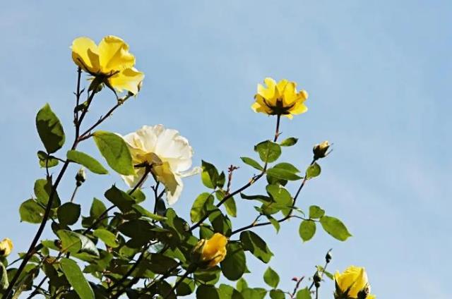 母亲出轨儿女该不该管,母亲出轨儿女该不该干预