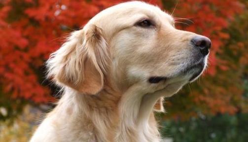 狗临死前咬了主人一口代表什么意思