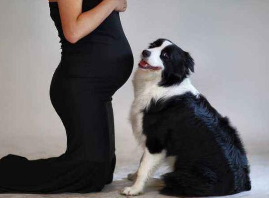 老婆怀孕了狗要送人吗,家里有狗狗老婆怀孕了要送吗