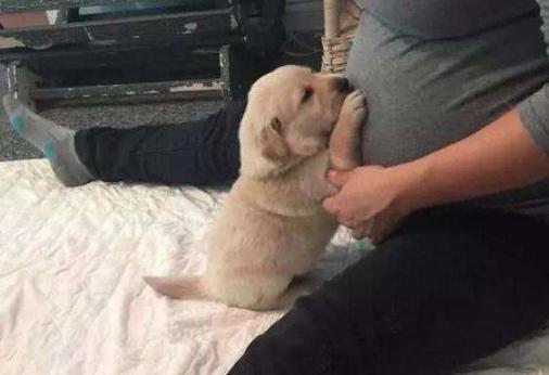 老婆怀孕了狗要送人吗,家里有狗狗老婆怀孕了要送吗