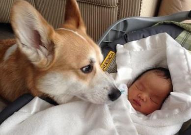 老婆怀孕了狗要送人吗,家里有狗狗老婆怀孕了要送吗