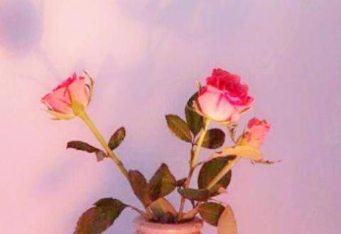 与70岁女人约会聊什么,跟70岁女人聊什么话题