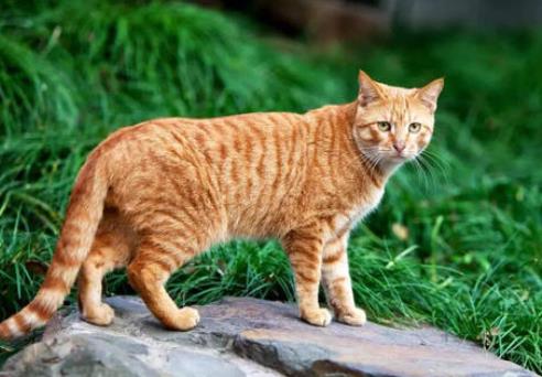 猫的灵性到底多可怕,什么猫好养比较聪明