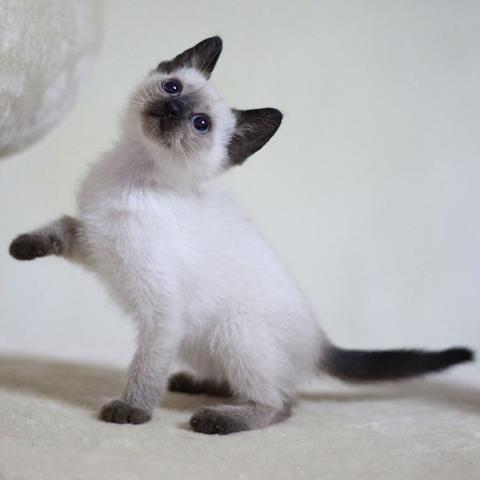 猫的灵性到底多可怕,什么猫好养比较聪明