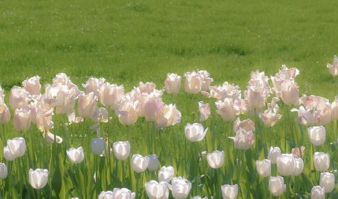 关于50岁女性生理方面知识，50岁女人的生理和心理表现