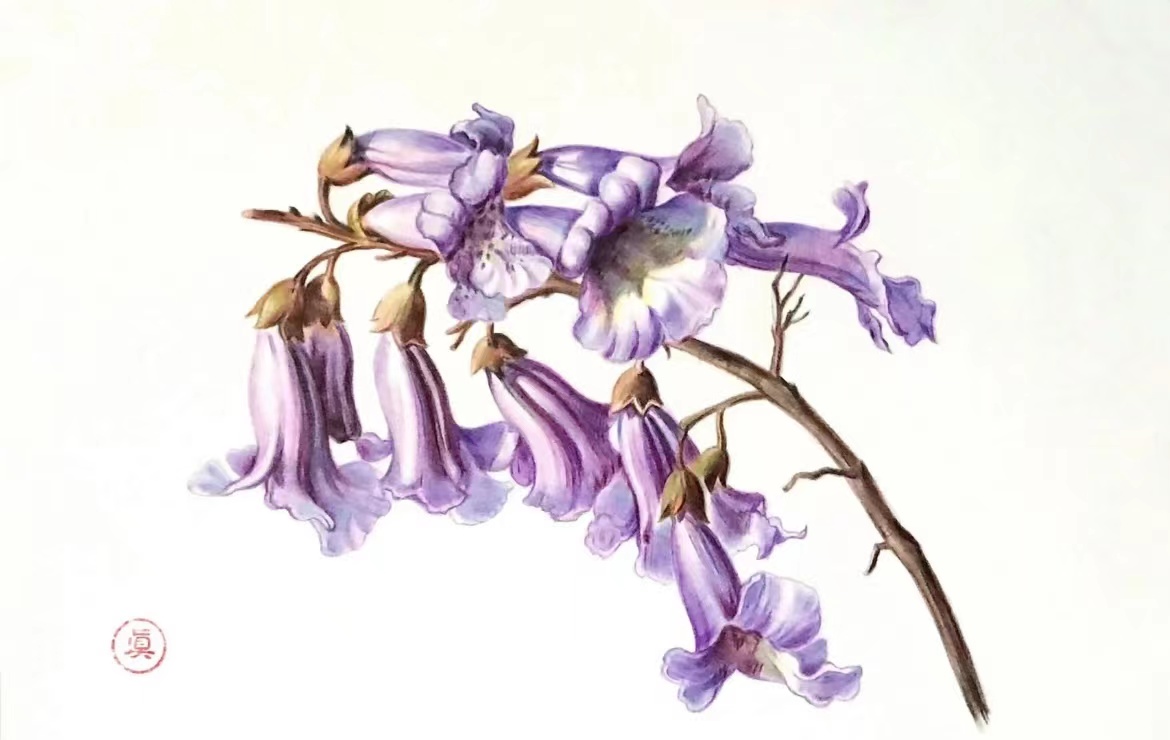 梧桐花绘画图片,梧桐花图案简笔画