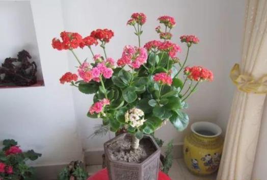 长寿花浇什么水,长寿花三大忌