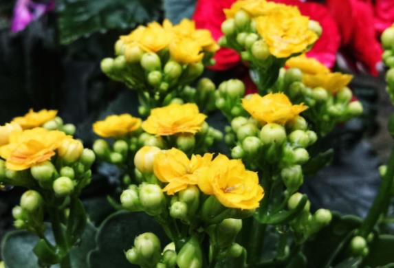 长寿花浇什么水,长寿花三大忌