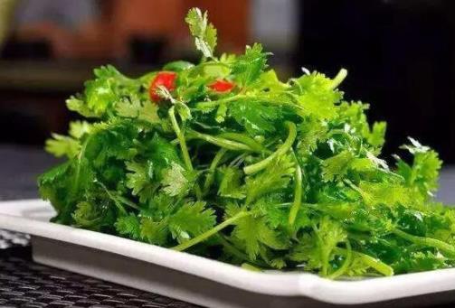 三种人不能吃香菜,什么人不能吃香菜