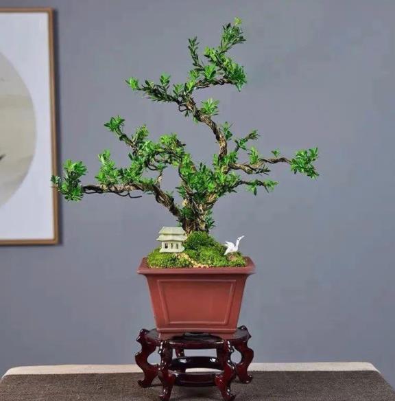 玉树怎么养才能更旺盛,玉树风水大忌