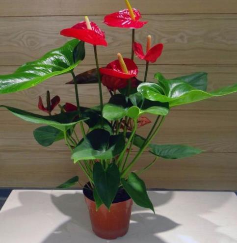 红掌花为啥不吉利,红掌放在家里哪个位置最吉利