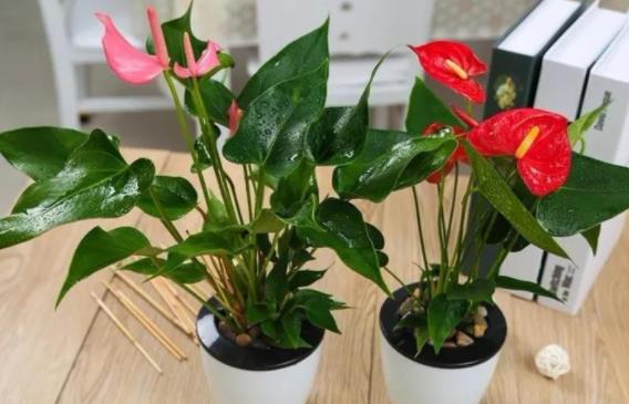 红掌花为啥不吉利,红掌放在家里哪个位置最吉利