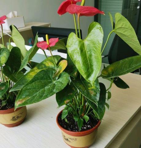 红掌花为啥不吉利,红掌放在家里哪个位置最吉利
