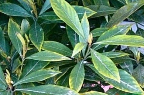 金丝楠木叶子图片,正宗金丝楠木照片