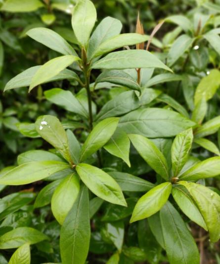 金丝楠木叶子图片,正宗金丝楠木照片