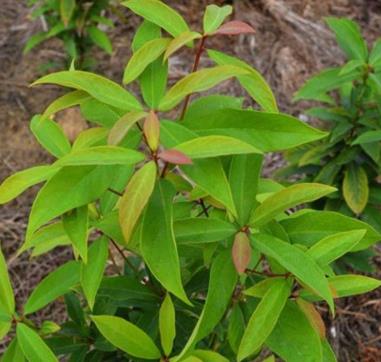 金丝楠木叶子图片,正宗金丝楠木照片