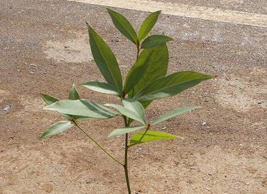 金丝楠木叶子图片,正宗金丝楠木照片-528时尚网