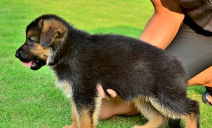 德牧犬多少钱一只,德牧犬优点和缺点