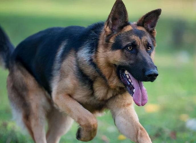 德牧犬多少钱一只,德牧犬优点和缺点