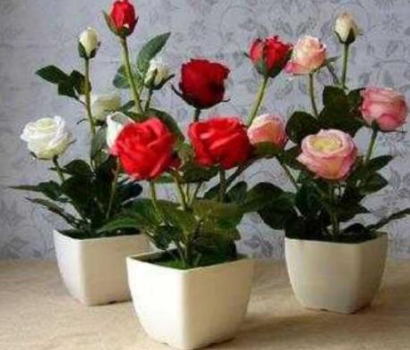 为什么女生到30岁像饿狼,为什么女人到五十岁像饿狼