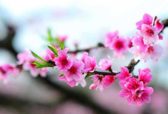 妻子太漂亮出轨多次丈夫不离婚的原因