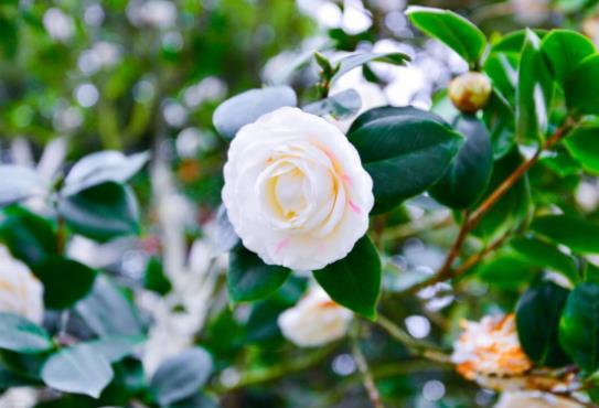 老太太出轨还能继续过日子吗,老太太出轨还能治吗