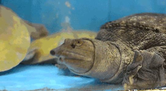 为什么甲鱼被蚊子叮一下就死,为什么山上的甲鱼不能捡