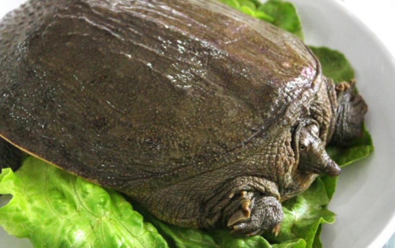 为什么甲鱼被蚊子叮一下就死,为什么山上的甲鱼不能捡