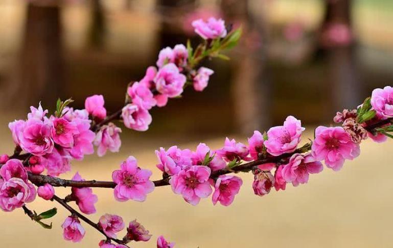 老了被异性欢迎的生肖女,老了被所有男人欢迎的生肖女