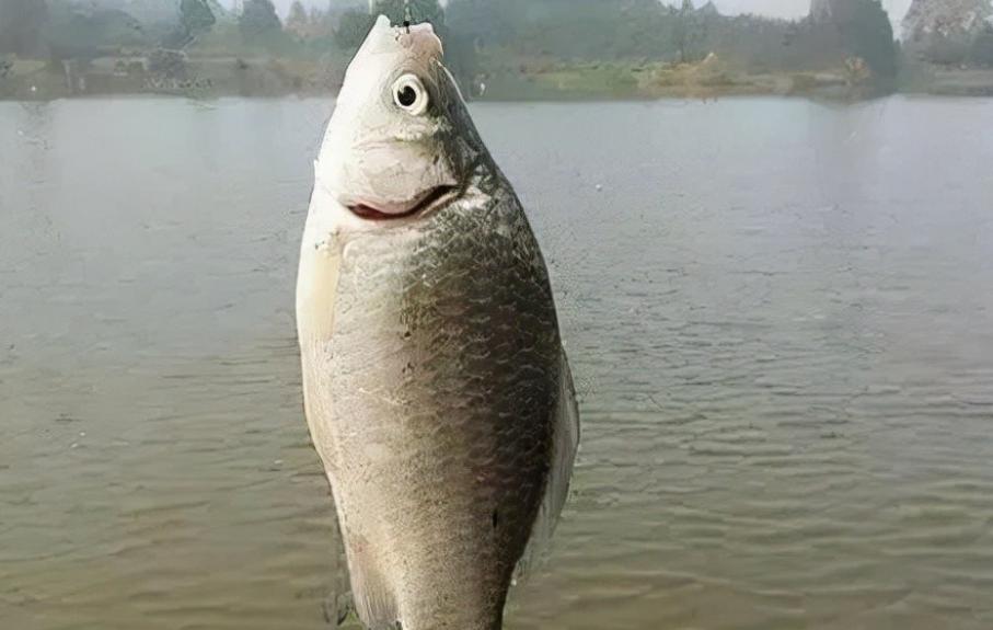 鲫鱼在多少度不开口,鲫鱼不开口怎么办