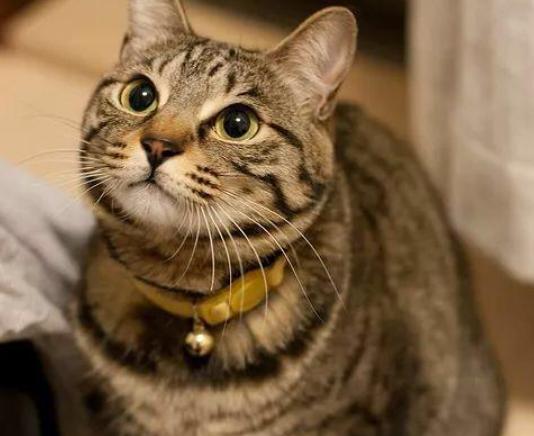 猫咪的性格因何决定,金丝猴性格真的很温顺吗