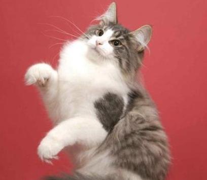 猫咪的性格因何决定,金丝猴性格真的很温顺吗