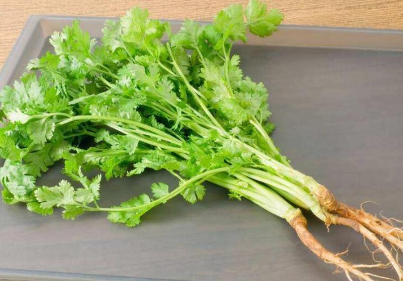 香菜又叫什么名字,香菜怎么保存新鲜不烂