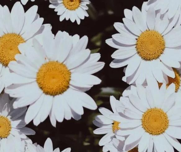 丈母娘和女婿住一起有什么讲究，跟丈母娘住一起好不好