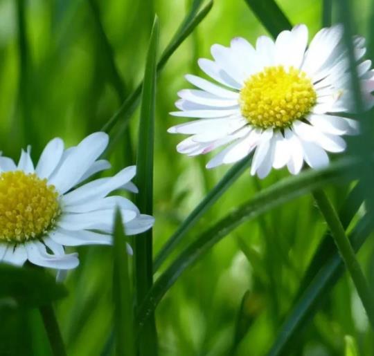 丈母娘和女婿住一起有什么讲究，跟丈母娘住一起好不好