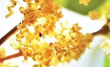 离婚后跟儿子住一起投奔他好吗,离婚和父亲住一起好不好