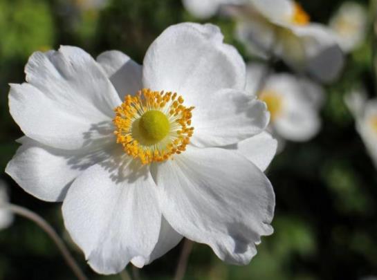 老男人开始走心的表现,70岁老男人还有真爱么