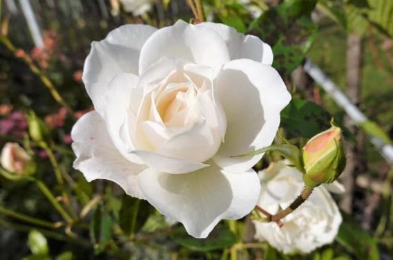 老男人开始走心的表现,70岁老男人还有真爱么