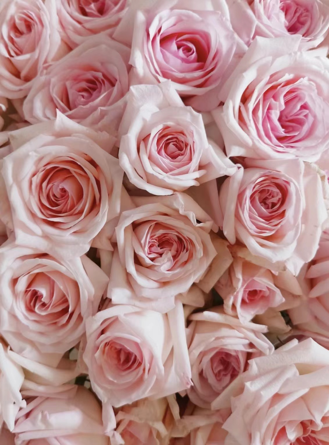 满屏玫瑰花唯美壁纸