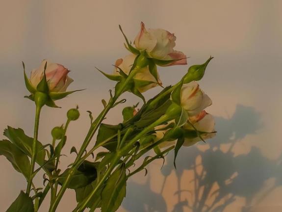 下巴看晚年,晚年最好命的四种人