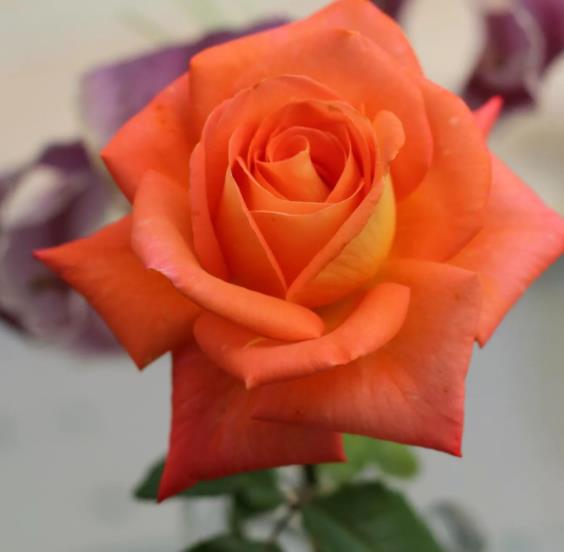 有一个精力旺盛的男朋友什么体验