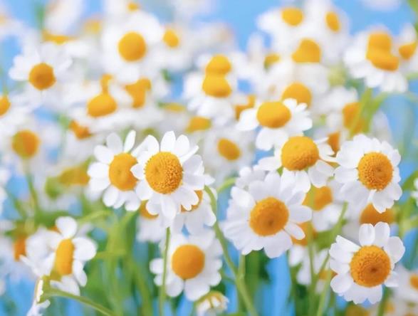 儿子与继母发生口角怎么缓和,继子与继母俩发生冲突矛盾怎么办