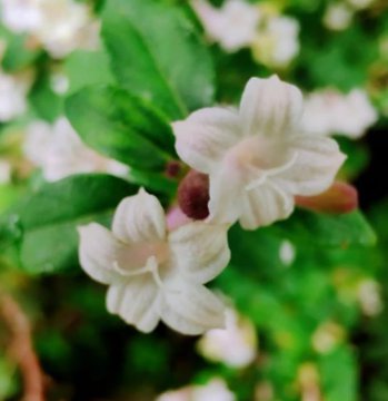 上坟带饺子有讲究吗,孙子不能给爷爷上坟吗