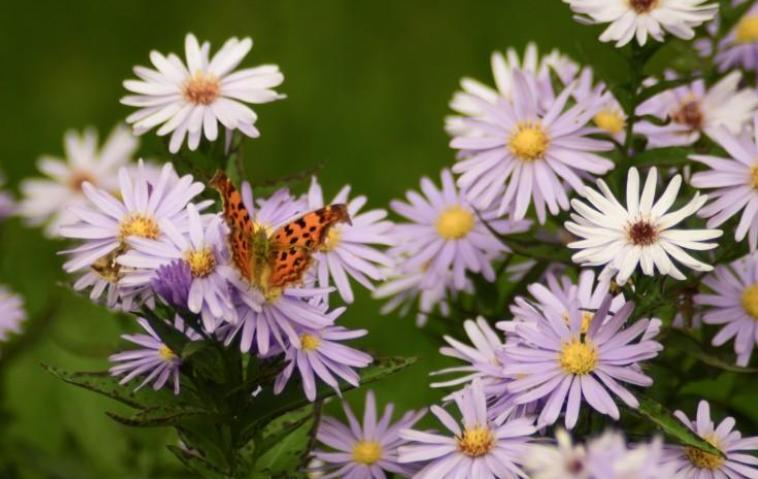 在同性朋友中射手男最在乎哪种人，射手男深爱哪种女人