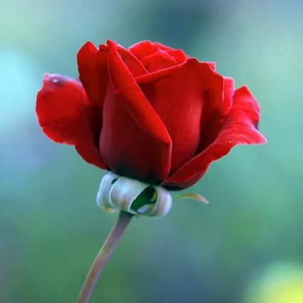 绿茶婊的6个典型特点,已婚绿茶婊的表现