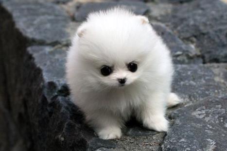 怎样知道女人有很多男人,为什么离婚后的男人爱养狗