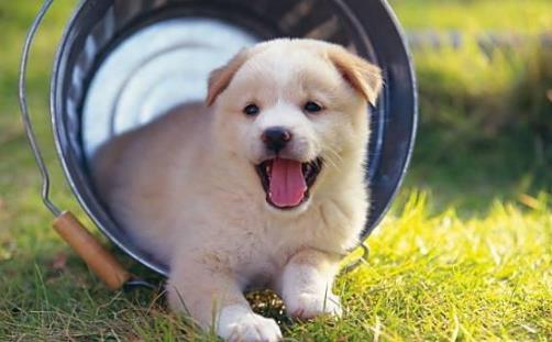 怎样知道女人有很多男人,为什么离婚后的男人爱养狗