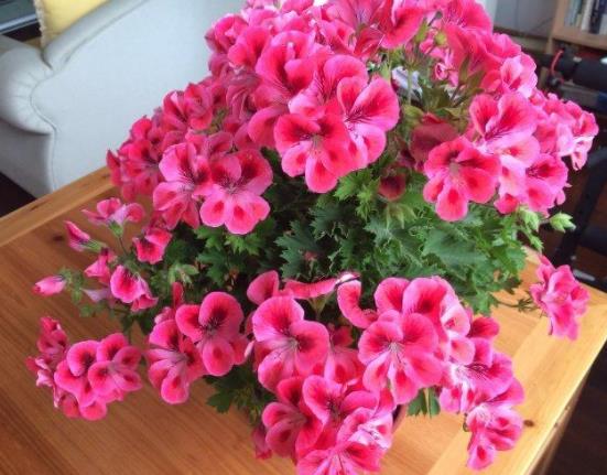 鸡蛋壳是磷肥还是氮肥，淘米水是氮肥还是磷肥